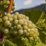 Landgasthof Winzerscheune 3* 빌비그