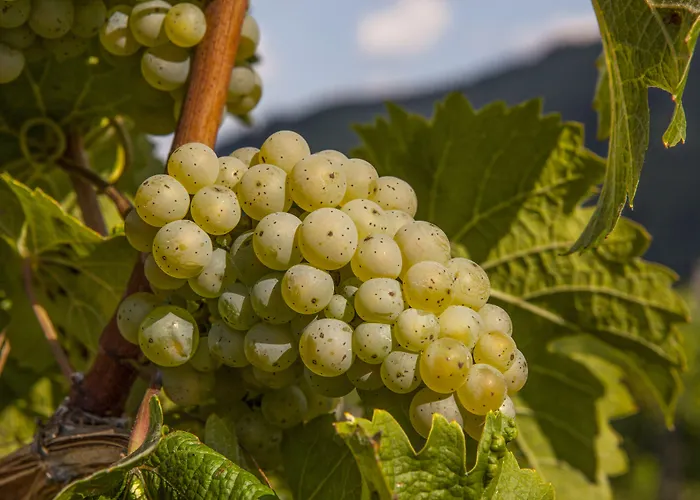 Landgasthof Winzerscheune 3* فلاويخ